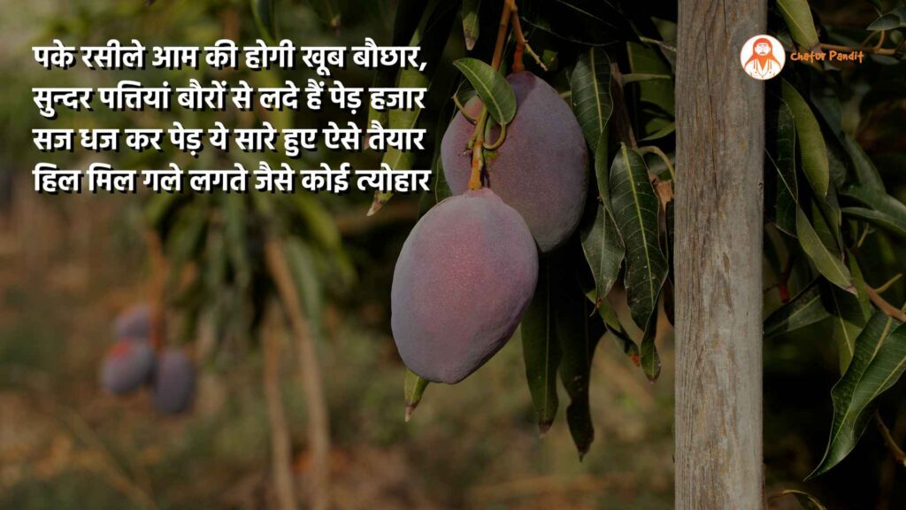 पके रसीले आम | Aam 2024 | Mango | King Of Fruits